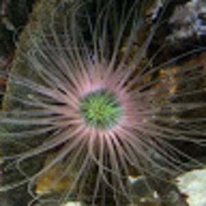 Meet your Posher, Jo